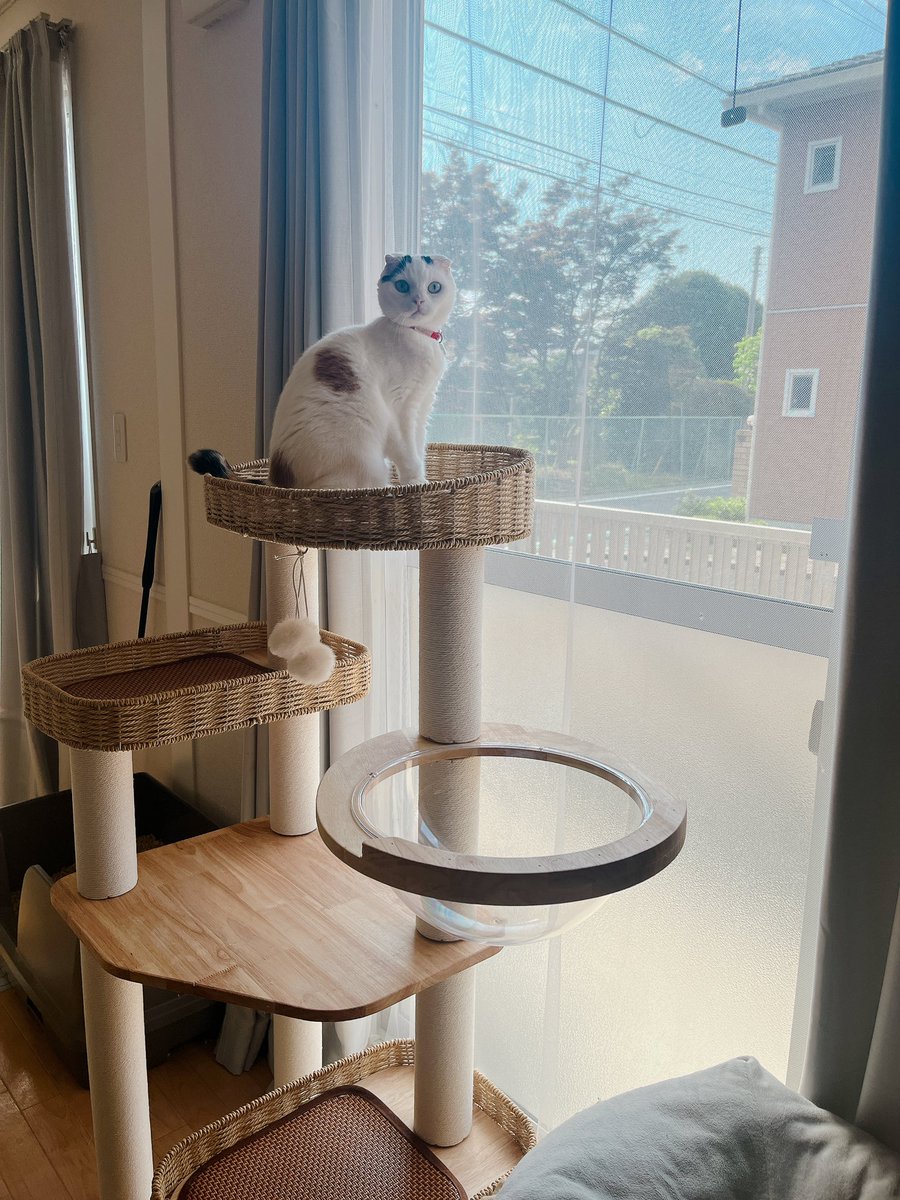 mikesukoame's tweet photo. 絶対登らないだろうなと思っていた奴が急に意を決して登って日。
高齢猫だし、120センチの低めを購入したけど、鈍臭いから...落ちないでね。

 #キャットタワー  #猫  #ねこのいる暮��し  #ねこすきさんと繋がりたい https://t.co/gJ5G4P5XPJ