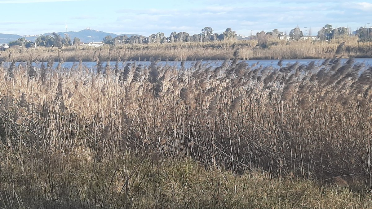 Considerem positiva l'ampliació d la ZEPA #DeltaLlobregat, q compleix en part l'exigència d'Europa. Però:
❌ha de servir x aturar definitivament els projectes d'ampliació aeroport/portBCN
✅cal un pla de gestió integral del Delta amb recursos suficients.👇
zeroportbcn.wordpress.com/2024/07/24/com…
