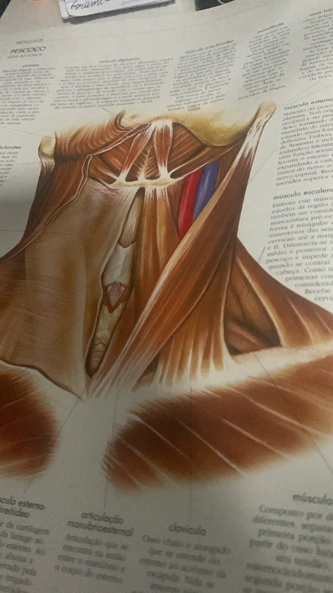 studybiscoit005's tweet image. 24.07
Melhorei!! hoje revisei os assuntos estudados anteriormente e vi músculos do pescoço （＾∇＾）