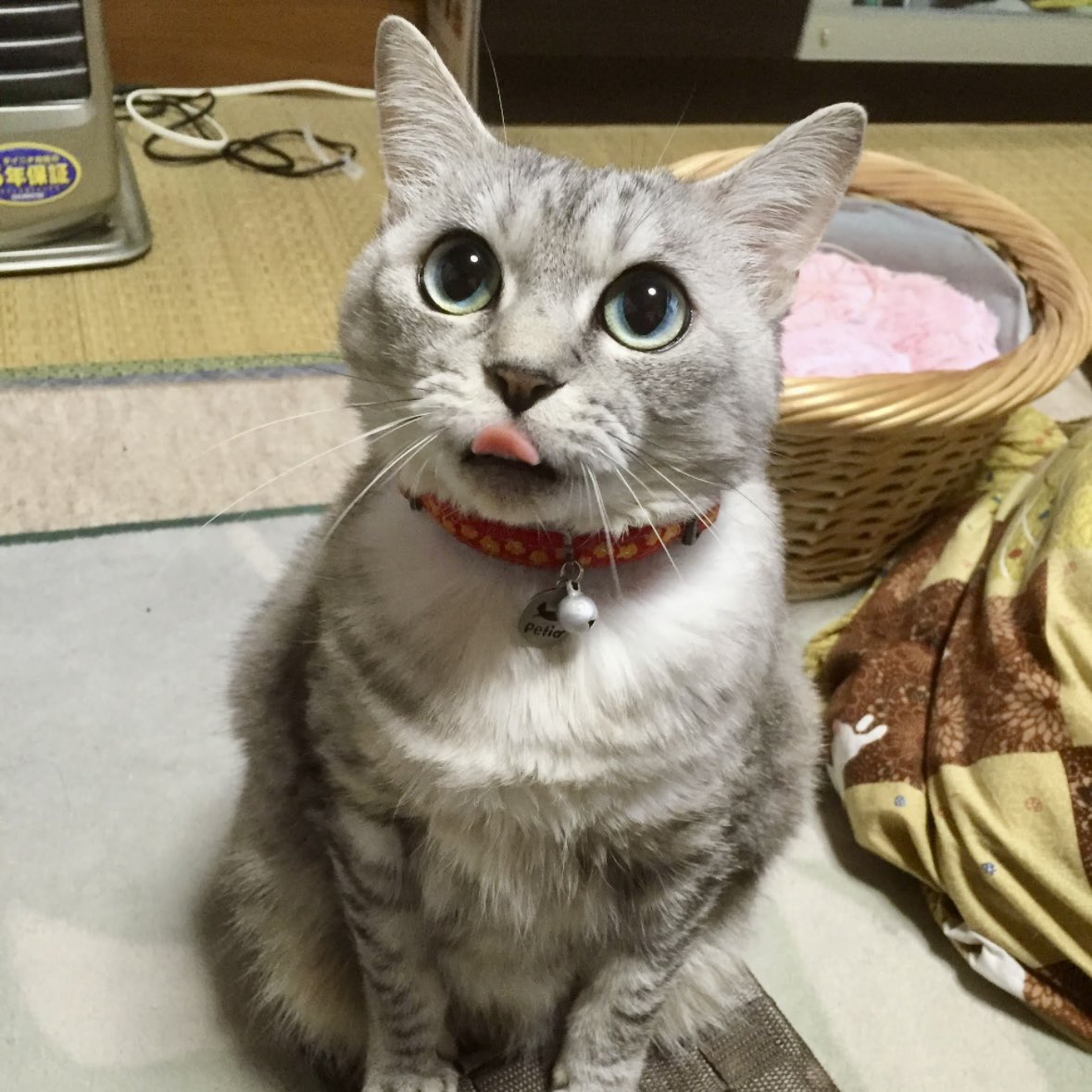 なな🐾 (@nana3585) / Posts / X