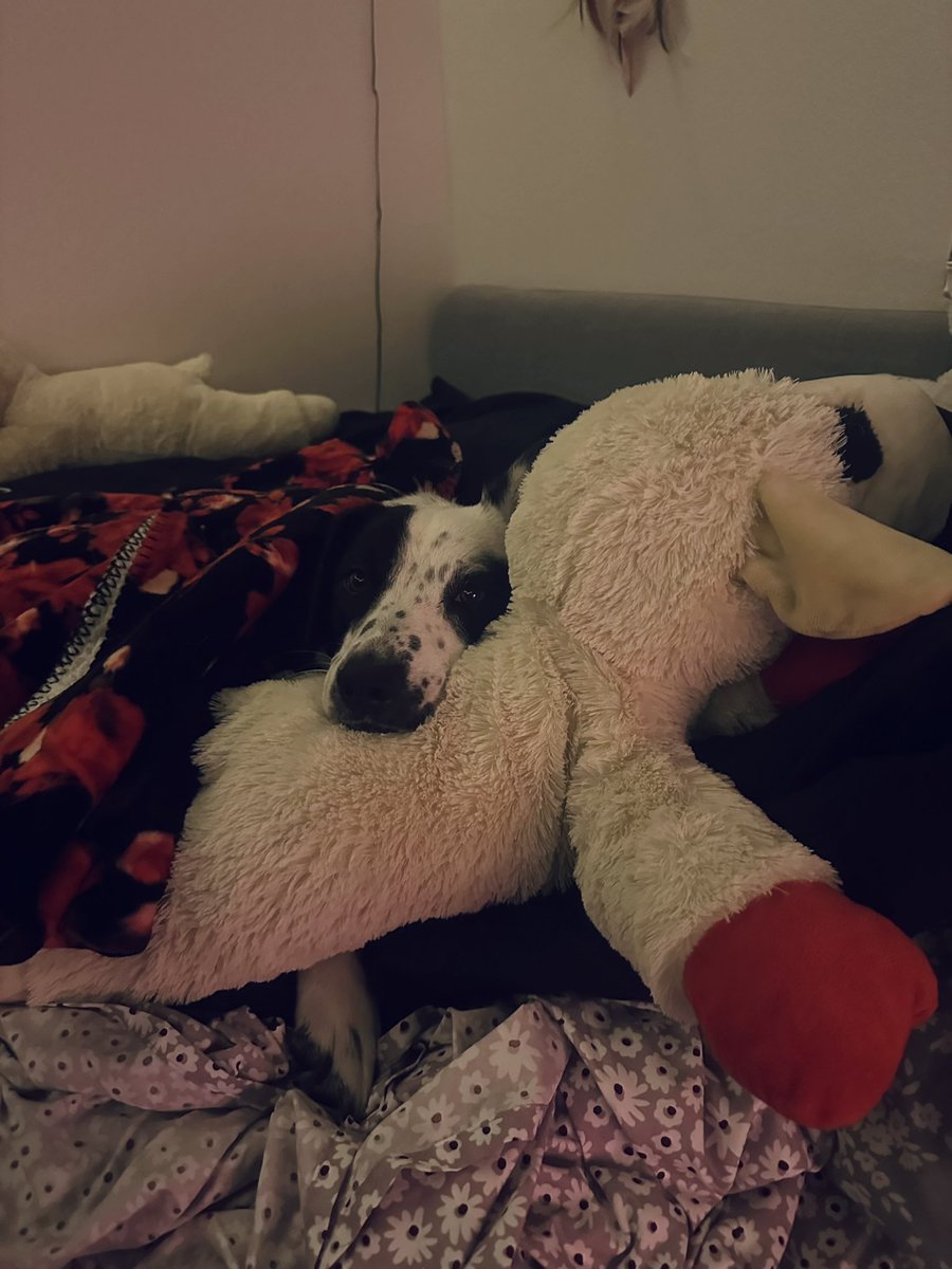 RiotBarks's tweet photo. sleepy sheepy https://t.co/P1LUAcsGBM