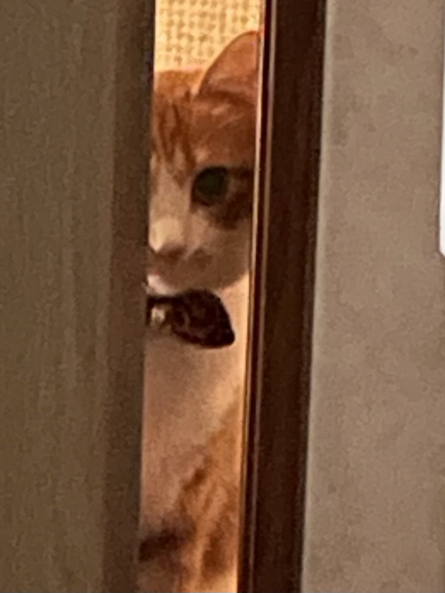 hiro_nya9c3xp's tweet photo. きなこは見た|д👁)…ﾐﾀ
明け方の寝室を覗くきなこ🐈🐾 https://t.co/i2pdN5jQeX