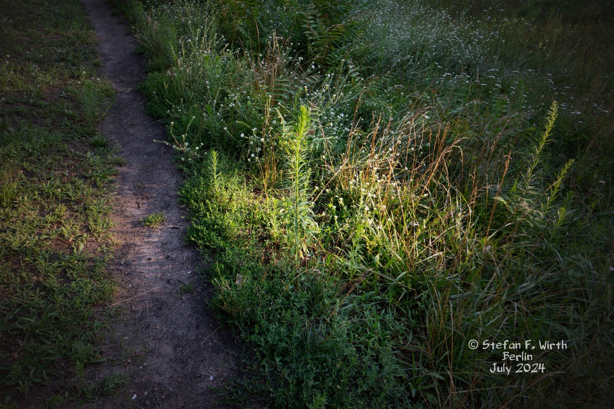 wirthstef's tweet photo. About an urban #semidry #meadow in #Berlin, surrounded like an island by houses and streets, about its #biodiversity in terms of the #plantcommunity and the #insect biodiversity.
Urban green spaces can accommodate a high level of biodiversity, even if it is an area bordered on all sides by buildings and #streets. Especially if it is a #meadow that is allowed to grow so that insects, for example, have the opportunity to end their life cycles on site. As an example, I present a sandy, semi-dry meadow in the #Wedding district of Berlin, which is located at the intersection of Afrikanische Straße and Transvaalstraße. The small piece of meadow is connected to a neighboring meadow, interrupted by only two paths. Both meadows are isolated from other green areas and therefore have an almost island-like character. The meadow was only #mowed in the peripheral areas. The nearest larger green spaces are the parks #Rehberge/ #Goethepark. These have a complex ecological landscape, but are mostly characterized by sandy dry meadows and semi-dry meadows. I assume that the biodiversity in the meadow presented here is in direct exchange with #populations in the two parks mentioned. In general, it is a special feature of Berlin in this respect that the entire city consists of a very narrow mosaic of green spaces, which allows species to spread.
The #composition of a meadow through the different plant species can help to better characterize this #ecosystem. The following plants dominated the meadow: Common #yarrow #Achillea millefolium, St John's wort #Hypericum perforatum, #blueweed #Echium vulgare, common #hollyhock Alcea rosea, greater knapweed Centaurea scabiosa, common sorrel #Rumex #acetosa, tree of heaven bushes #Ailanthus altissima, common toadflax Linaria vulgaris, white campion Silene latifolia, common tansy #Tanacetumvulgare, #rabbitfoot clover Trifolium arvense, common ragwort Jacobaea vulgaris. The order of the species mentioned here follows my list, in which I determined the #plants.
My evidence of #animalbiodiversity in the meadow area examined is limited only to insects, namely those that were easy to find during two simple inspections of the area. The following species were conspicuously present: Orthoptera: Common field grasshopper #Chorthippus brunneus, Italian locust #Calliptamus #italicus. Lepidoptera: Large #white #Pieris brassicae, Burnet companion moth #Euclidia #glyphica. #Hymenoptera: Common #carderbee #Bombus pascuorum, red-tailed #bumblebee Bombus lapidarius, ornate tailed digger wasp Cerceris rybyensis, cuckoo wasp Hedychrum nobile, pantaloon bee #Dasypoda #hirtipes.
I documented the species mentioned photographically during my two afternoon visits to the site in July 2024, The species-rich meadow in the #middleofthecity is an ecosystem, which means of course that the species are interrelated. Plants influence other plants, such as the tree of heaven, which is invasive from China and is known for displacing dry meadows. Animals #interact with plants: I found most #pollinators on common yarrow, blueweed and the greater knapweed. Some plants are food plants for insects or their larvae, such as the rabbitfoot clover for the burnet companion moth, while the greater knapweed is parasitized by gall #wasps. The insects also interact with each other, e.g. the #diggerwasp hunts wild bees as food for their young, while the #cuckoowasp H. nobile targets the digger wasp as its brood host.
I was surprised by the appearance of the #Italianlocust in the middle of the city of Berlin. The species, which is rare in Germany and therefore classified as "very endangered" on the red list, was already known from Berlin, but more commonly from wasteland on the outskirts of the city. However, the species, which is capable of flying well, is more #widespread than I expected.
© #StefanFWirth Berlin 2024
Photos:
1)+2) semi-dry meadow in Berlin Wedding,
3) male of pantaloon bee
4) Italian locust
© all photos S. F. Wirth, 2024