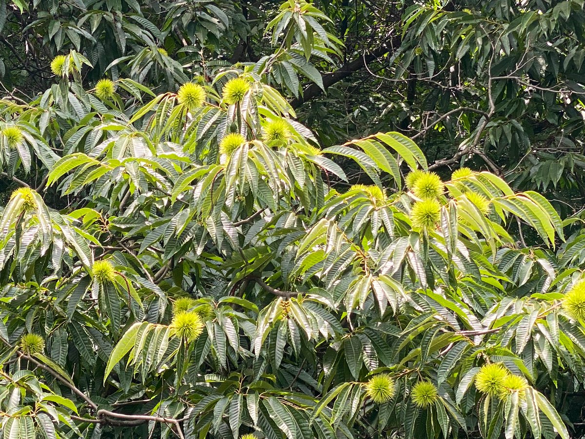 밤송이가 주렁주렁 열렸다