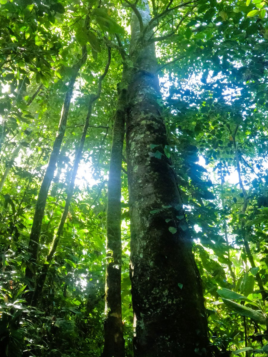 Pacific_Ark's tweet photo. 🌳✨ Have you ever seen a 200+ year-old Fijian Dakua tree? It's absolutely amazing! 🌿🇫🇯

#NatureWonder #FijianDakua #TreeOfLife #NatureLovers #EarthsBeauty #SustainableFuture https://t.co/RAkqQ2tY5x