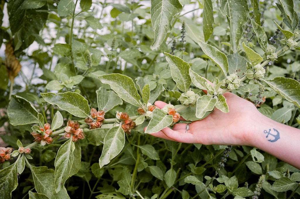 Ashwagandha is so beautiful in summer as the berries ripen to red/brown! Whats your favorite nervine to manage stressful times?