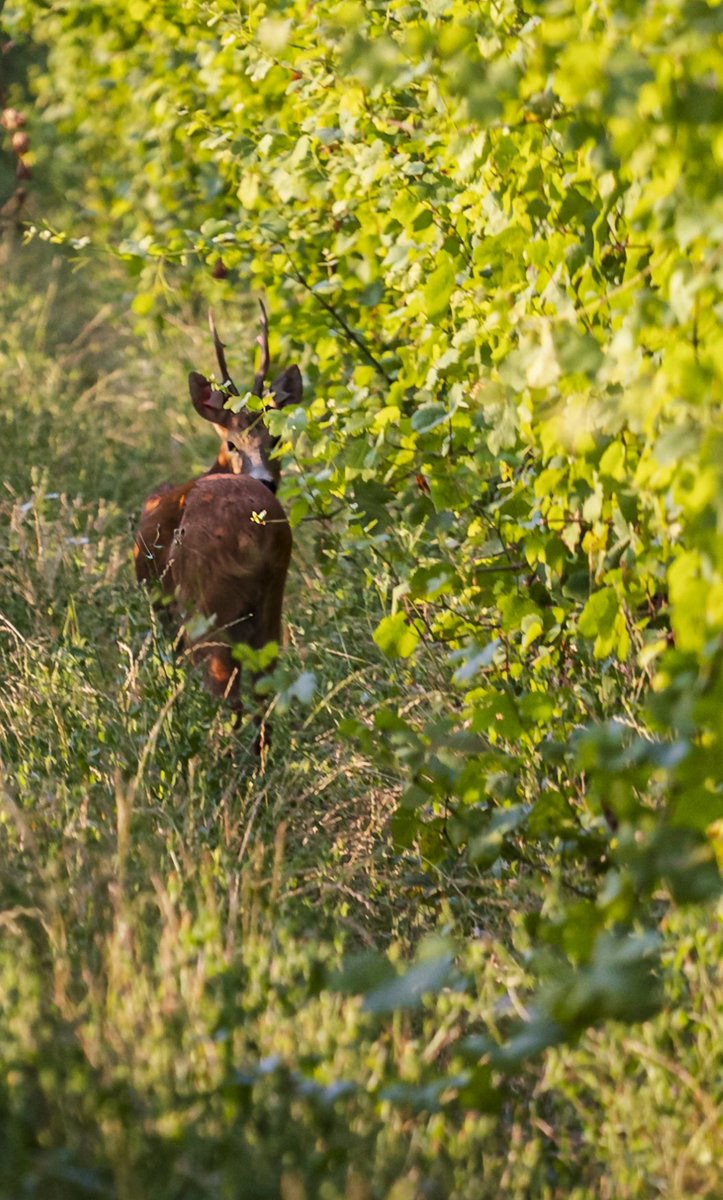 AlexAnglisani's tweet photo. Un capriolo mi saluta e se ne va tra i filari.

#deer #oltrepopavese #fotografovigneti #wineryphotographer https://t.co/SucVomRcme