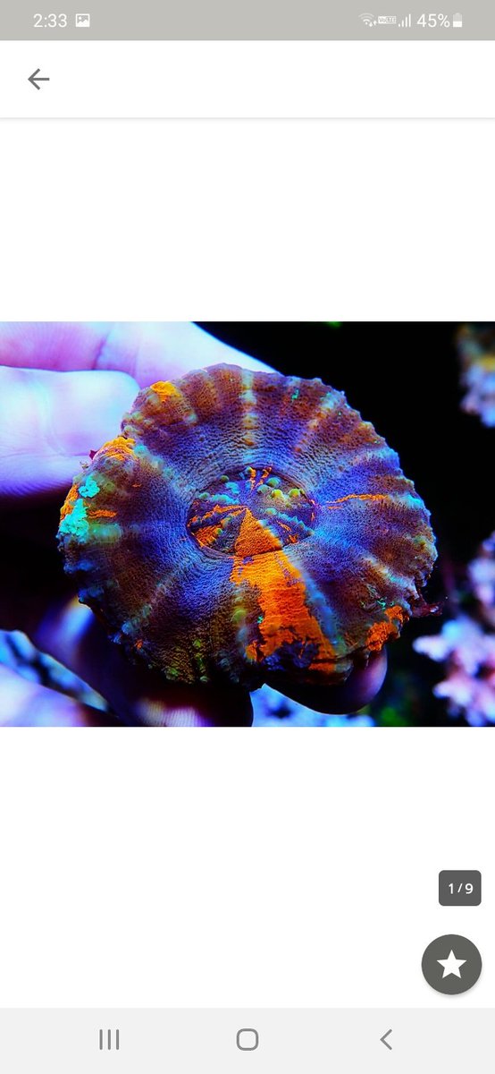 first_marines's tweet photo. おはようございます 😌

#サンゴ #海水魚 #コハナガタ #ボアバンキ　#scolymia　#scoly #マルハナガタ　#ニモ　#カクレクマノミ　#アザミハナガタ　#ファビア　#キクメイシ #ナガレハナサンゴ　#ハナサンゴ #オオバナサンゴ　#ハナガタサンゴ #ハナガササンゴ　#ミドリイシ #スコリミア　#カクオオトゲ https://t.co/I6K7a5Dxne