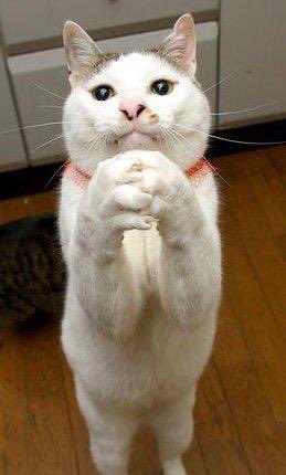 Salam animal care tweet media