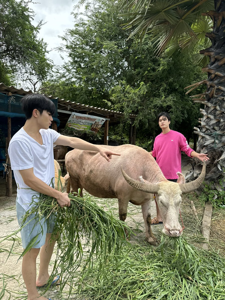 gemini_ti's tweet photo. โดนเขาควายจิ้มตูด https://t.co/WaCn2qsNN6