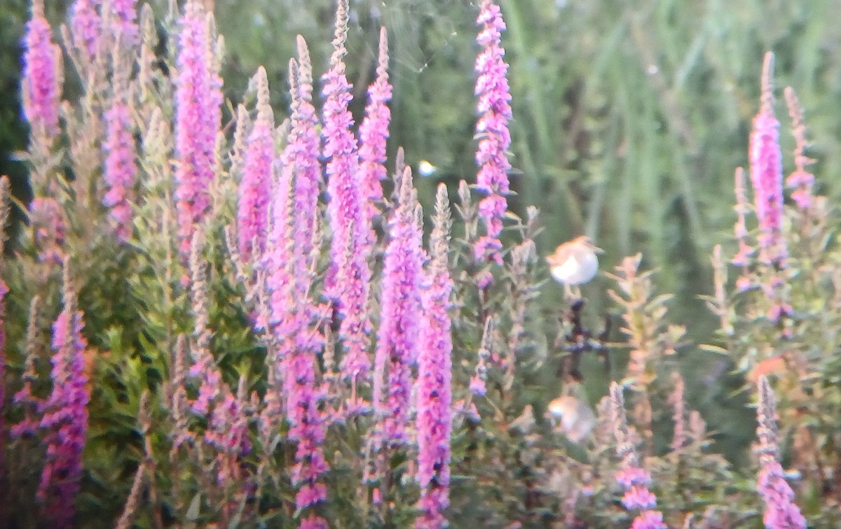 If only I'd brought a proper camera for this Common Sandpiper, instead of having to resort to phone + bins! #NunneryLakes #recordshot