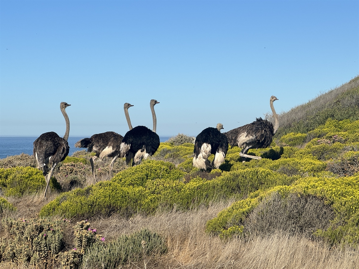 SpringfonteinE's tweet image. 📸 Good morning from Springfontein Estate! 🌸 Today, we bring you a scenic photo of our beautiful Fynbos flowers. Learn more about the incredible wildlife, including ostriches, in our latest blog post. 🕊️ l8r.it/bt9Z

#SpringfonteinEstate #Fynbos #Ostrich #BlogPost