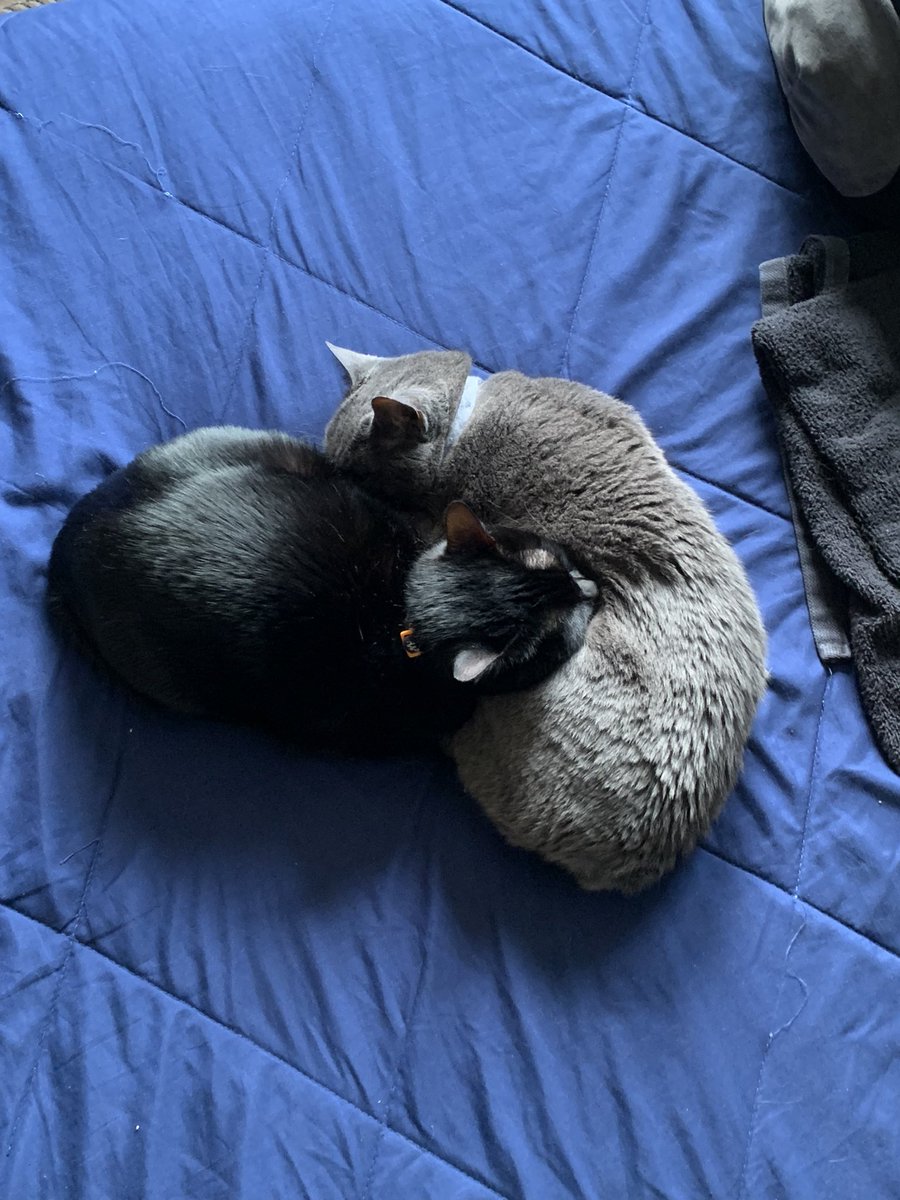 Vampicular manslaughter (Lex) tweet media