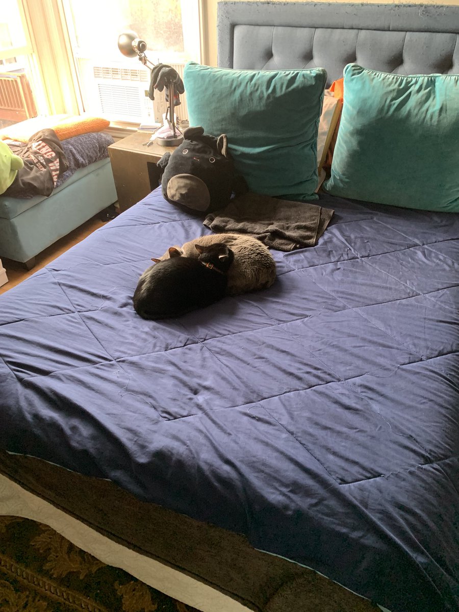 Vampicular manslaughter (Lex) tweet media