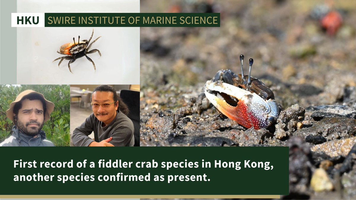 The University of Hong Kong (@hkuniversity) on Twitter photo <a href="/DrMoriartyY/">Moriaki Yasuhara</a> & Dr Pedro Jimenez <a href="/HKUSBS/">HKU School of Biological Sciences</a> <a href="/SWIMSHKU/">The Swire Institute of Marine Science (SWIMS) HKU</a> & collaborators from National Chung Hsing University use #DNAbarcoding to identify a species of fiddler crab new to Hong Kong. #Climatechange thought to be the reason for range expansion. hku.hk/press/press-re… <a href="/DrMoriartyY/">Moriaki Yasuhara</a> & Dr Pedro Jimenez <a href="/HKUSBS/">HKU School of Biological Sciences</a> <a href="/SWIMSHKU/">The Swire Institute of Marine Science (SWIMS) HKU</a> & collaborators from National Chung Hsing University use #DNAbarcoding to identify a species of fiddler crab new to Hong Kong. #Climatechange thought to be the reason for range expansion. hku.hk/press/press-re…