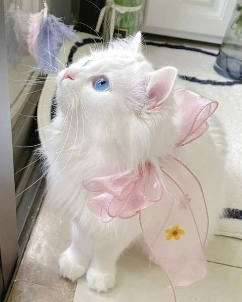 リンちゃん (@joohyuneed) on Twitter photo 