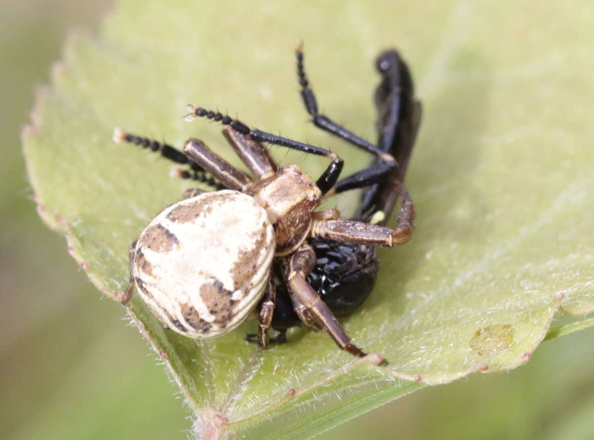 bscgscotland's tweet photo. Even in the Cairngorms crab #spiders, like this #superpredator #Xysticus (?)cristatus, have to be lucky to live where there is opportunity to catch this scarce Robberfly https://t.co/OdmPZidUxC (photo Strathspey 23 July 2024, the prey a male) #asilidae #thomisidae #Dioctria https://t.co/MDw8vvnDlE