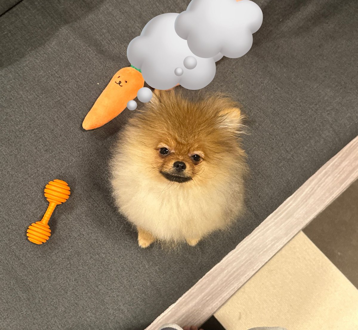 みるに様 確認用(*'▽'*)♪ chi様確認用 chi様確認用 ハチ様確認用 DR ZX Diagnostic Tool/