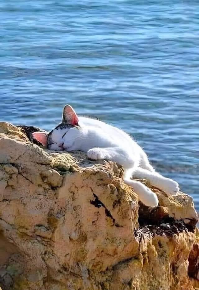 😻