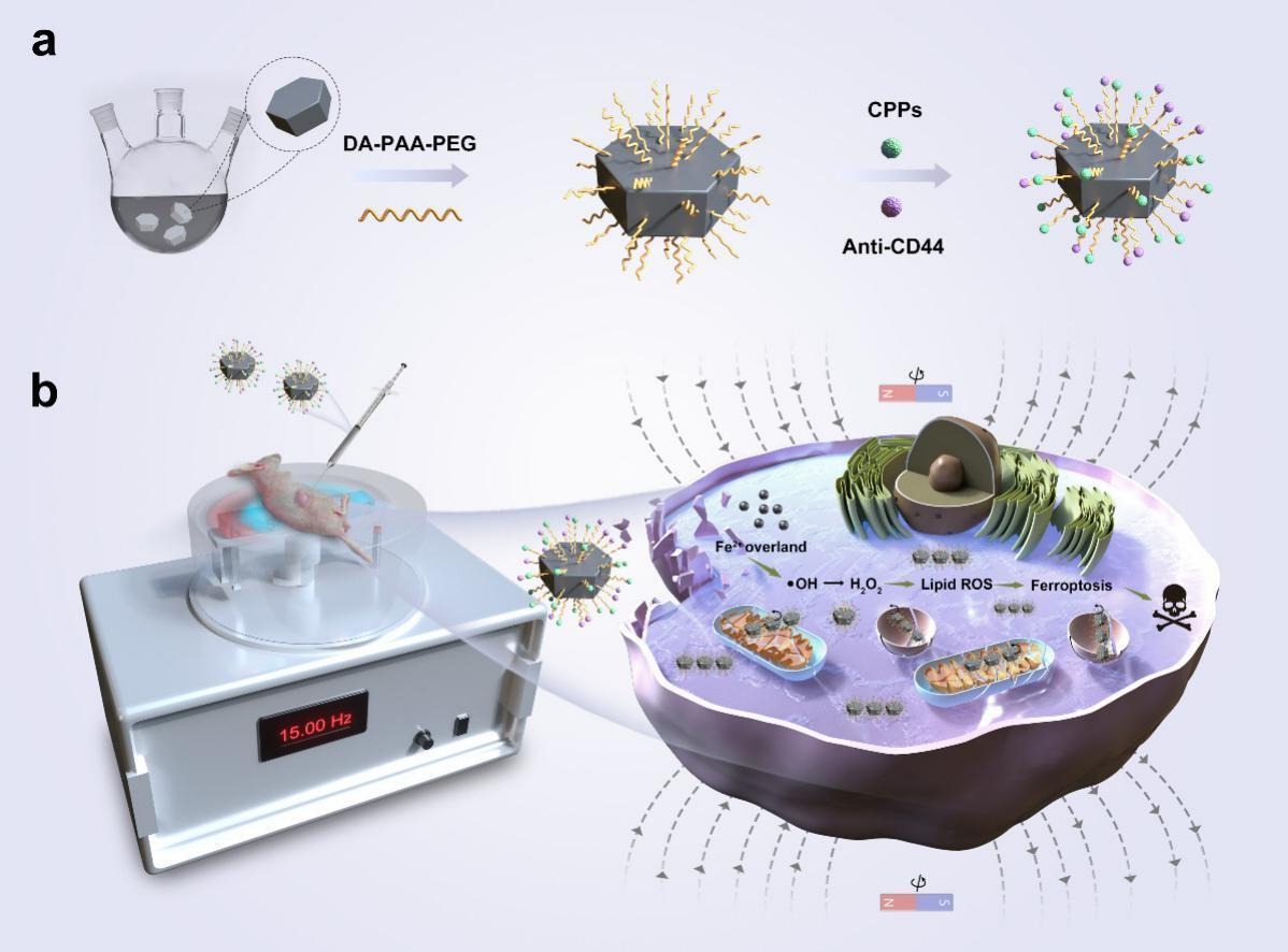 JCRnEDITORS's tweet photo. Polyhedral magnetic nanoparticles induce apoptosis in gastric cancer stem cells and suppressing tumor growth through magnetic force generation.
| Cuixiang Xu, Shaanxi Provincial People's Hospital |
#MagneticNanparticle #CancerStemCell
https://t.co/SsNlg3LzlI https://t.co/ALkiLMO4XV