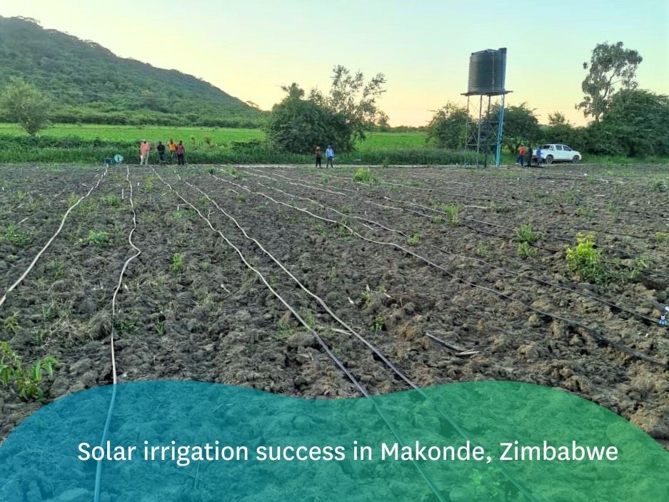 🌞<a href="/CGIAR/">CGIAR</a>'s #UUInitiative through IWMI’s innovative solar irrigation solution is benefitting smallholder farmers in Makonde, Zimbabwe with larger crop yields and better climate resilience.

Read the full story here ▶️on.cgiar.org/3zSZ8rE

#OneCGIAR