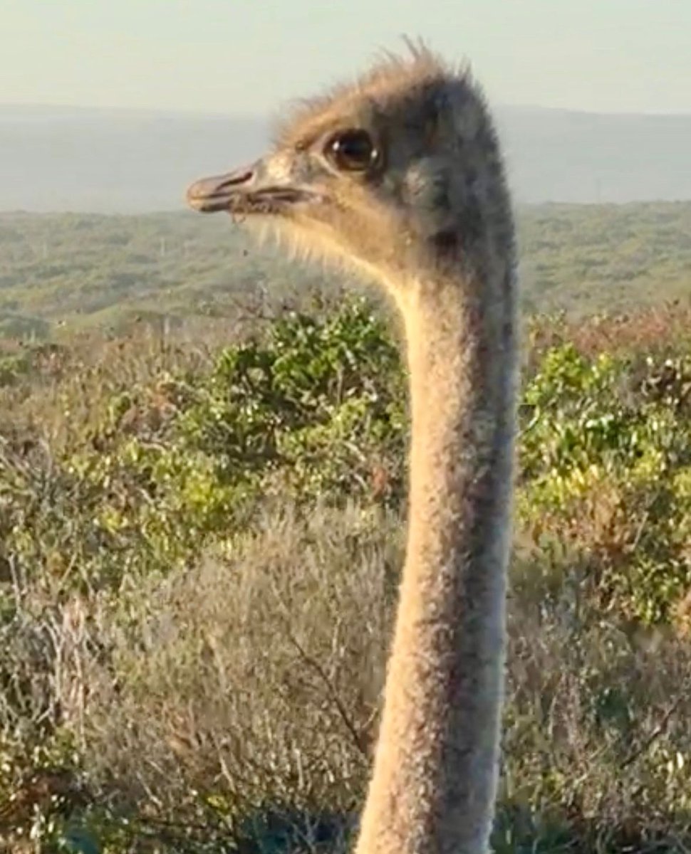 SpringfonteinE's tweet image. 📸🌿 Did you know ostriches have the largest eyes of any land vertebrate, helping them spot predators from afar? Discover more in our new blog post. 🕊️ [Link to blog: l8r.it/rdIK] 

#SpringfonteinEstate #Ostrich #EventPhotos #BlogPost