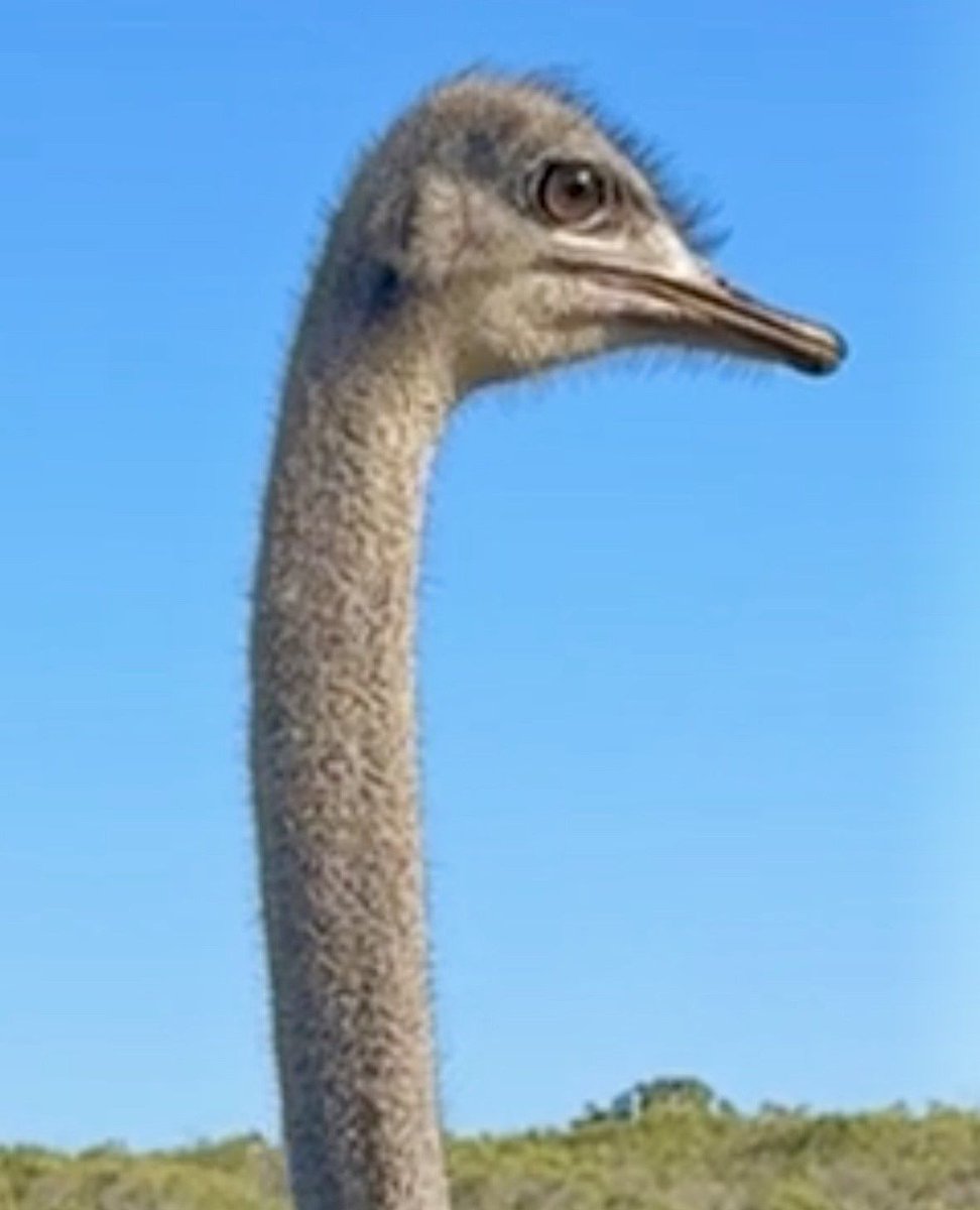 SpringfonteinE's tweet image. 📸🌿 Did you know ostriches have the largest eyes of any land vertebrate, helping them spot predators from afar? Discover more in our new blog post. 🕊️ [Link to blog: l8r.it/rdIK] 

#SpringfonteinEstate #Ostrich #EventPhotos #BlogPost
