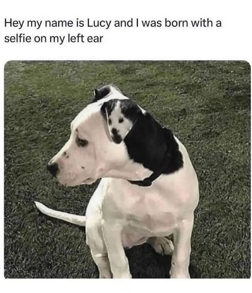 The Dalbo Dog tweet media