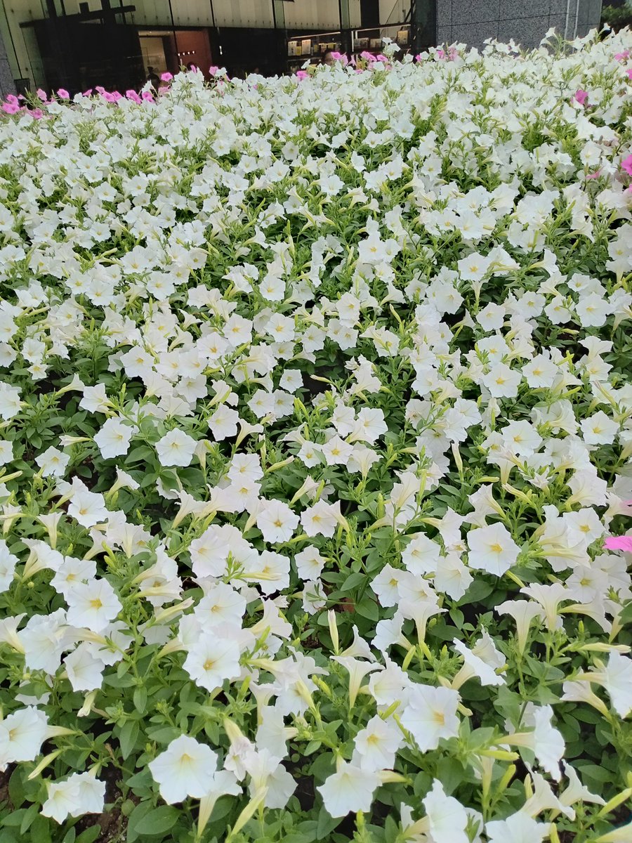 dtomoABCZ's tweet image. よみうり大手町ホール前の花壇
初日と比べてみました!
ピンクと白のペチュニア咲いてる😊
めちゃめちゃキレイでした✨
写真1枚目初日7/18
写真2枚目7/20
写真3枚目本日7/24
#SLEUTH
#スルース
#よみうり大手町ホール
#戸塚祥太