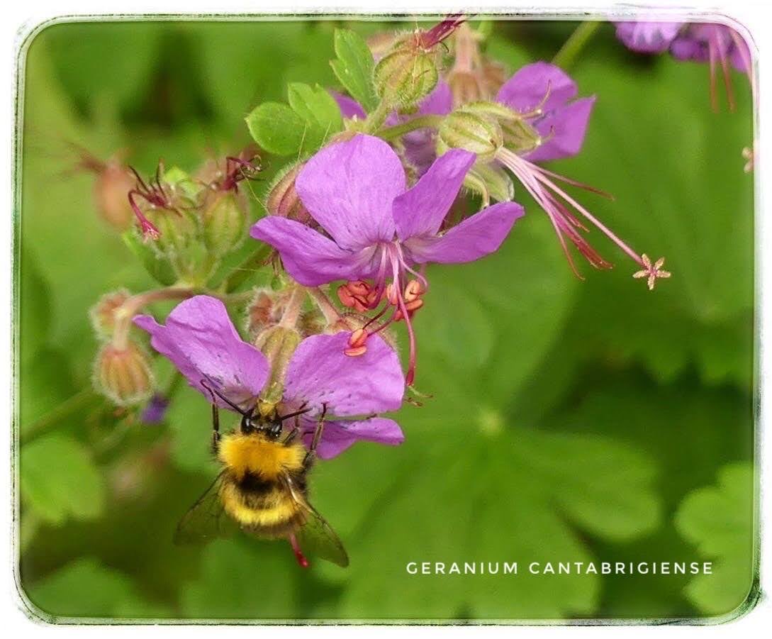 adriana57's tweet image. De enige #geraniums die ik heb, zijn deze uit de tuin #julibloeiers ⁦@LadyLove40⁩