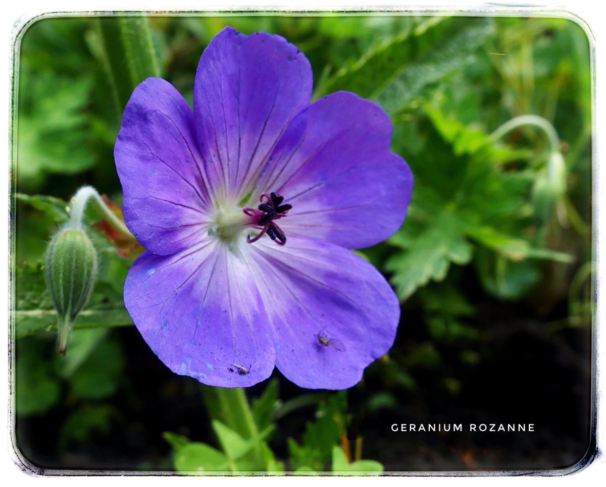 adriana57's tweet image. De enige #geraniums die ik heb, zijn deze uit de tuin #julibloeiers ⁦@LadyLove40⁩