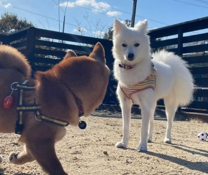 hirussyi's tweet photo. リンがいなくなって340日。

早く再会したい。

お願い、戻って来て。

リンを保護してるという方、本当にお願いです、連絡してください。

#迷子犬
#日本スピッツ
#拡散希望 
#いわき市
#勿来町
#ハワイアンズ
#ららみゅう
#メヒカリ
#いわきFC
#常磐もの
#スピッツ https://t.co/D1OQnV1oKm