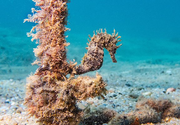 CostaBravaSub's tweet photo. 🐠 Són un centre familiar que porta funcionant des del 1979 al bonic poble de #Llafranc, a la #CostaBrava. 
Estan ubicats a 50m de la platja i a 100m del port.
Si ets amant de la naturalesa i del mar, allà et sentiràs com a casa, i gaudiràs de les millors immersions. https://t.co/xVms3F5PsM