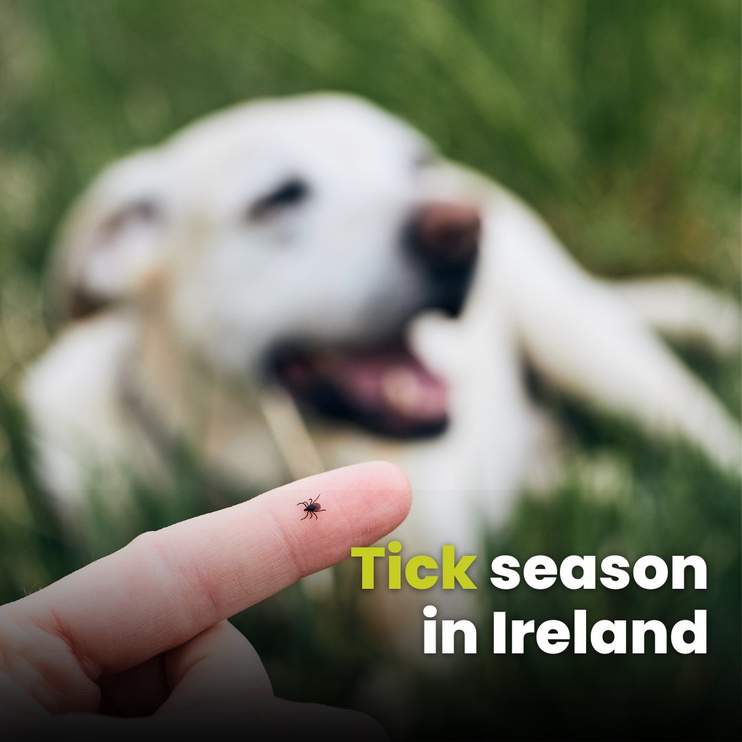 LeaveNoTraceIrl's tweet image. Tick season is here! 🫣👎
Don't let these tiny critters ruin your outdoor fun. 

This #WildlifeWednesday learn how to safely remove them and prevent Lyme disease with info from @HSElive 💛

🔗about.hse.ie/news/hse-hpsc-…