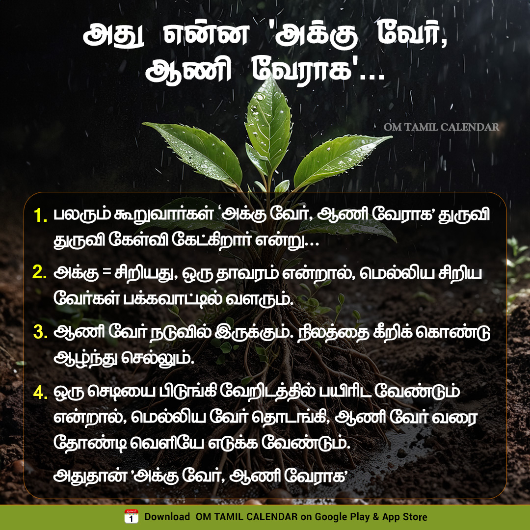 OmTamilCalendar's tweet photo. அது என்ன 'அக்கு வேர், ஆணி வேராக'... 🌿
#tamilproverbs #tamilwisdom #traditionalknowledge #gardeningtips #plantcare #culturalinsights #omtamilcalendar https://t.co/gJDndabInZ