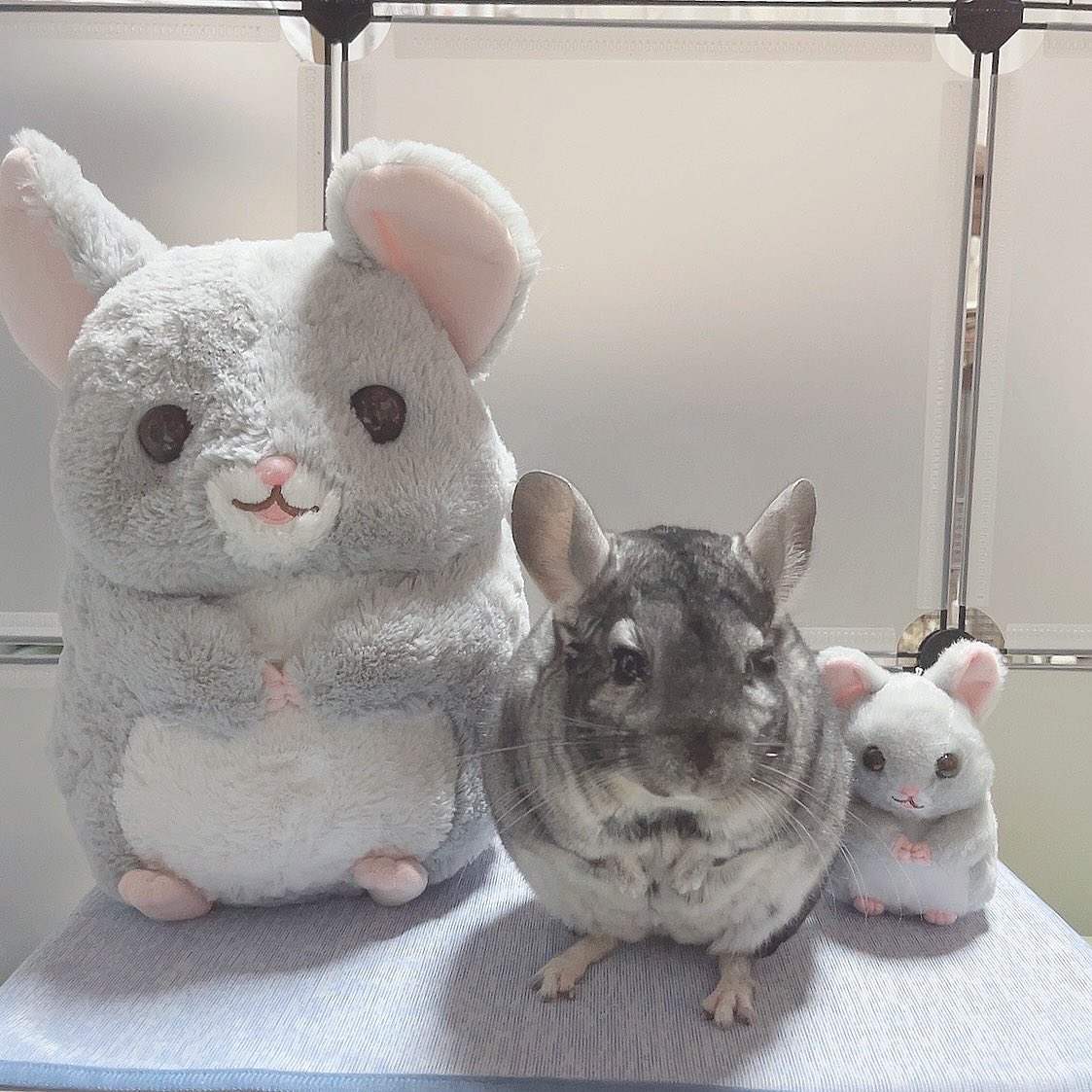 大チンチラ🐭中チンチラ🐭小チンチラ🐭