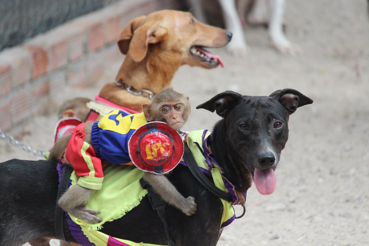 Tony Discipline tweet media