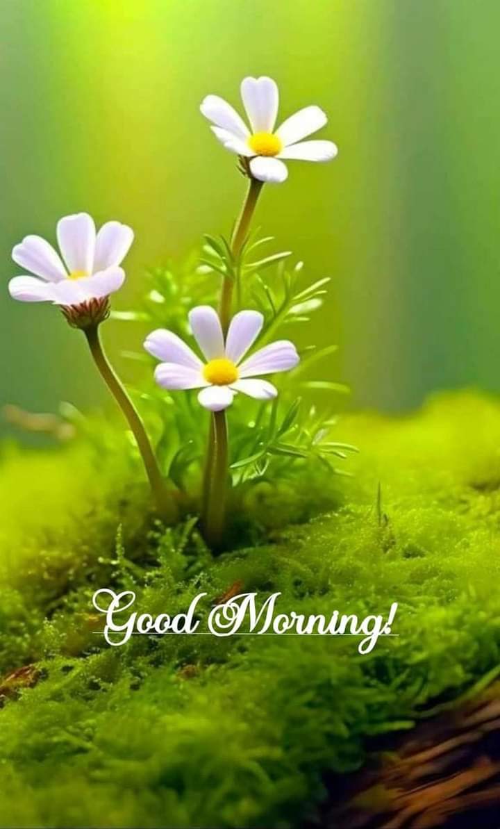 GriepLeni's tweet photo. Bom dia 🌹🌹 https://t.co/vmSvh85Zei