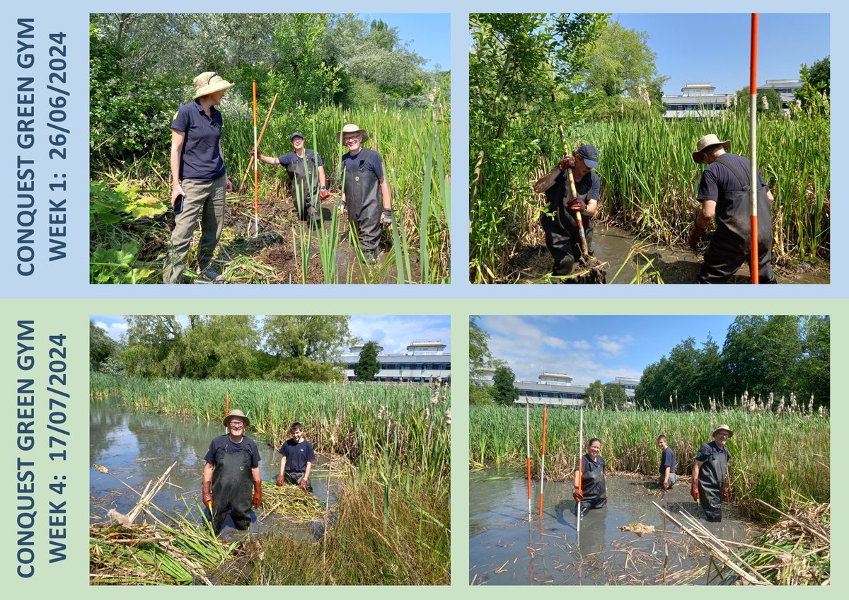 Look how much progress Carrie and the volunteers are making in the lake at the Conquest!
#conquesthastings #hastings #hastingsconservation #joininfeelgood #conservationforhealth