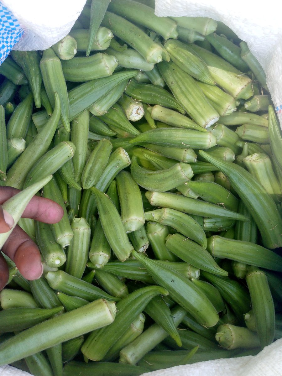 Nalimasaumu's tweet photo. Kilimo chake kikoje hili zao?

Niambie kuhusu

- Uhitaji wake
- Miezi ya Kukomaa
- Starting Capital Kwa Eka 1

Karibu nachukua dondoo ✍️ https://t.co/39hutkHBsV