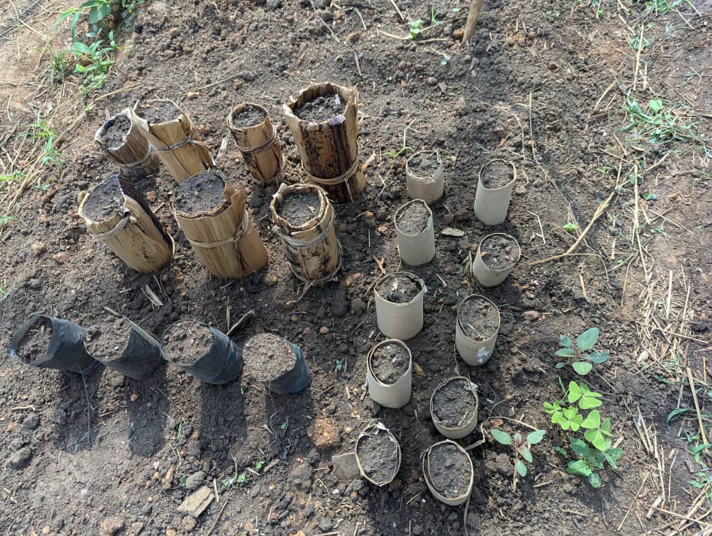 Ecoquestg's tweet photo. "Embracing sustainability with innovative planting techniques! This project involves using biodegradable containers for seedlings, reducing plastic waste, and promoting eco-friendly agriculture. Every step counts towards a greener future! #Sustainability #EcoFriendly # https://t.co/ClXFIeUvMu