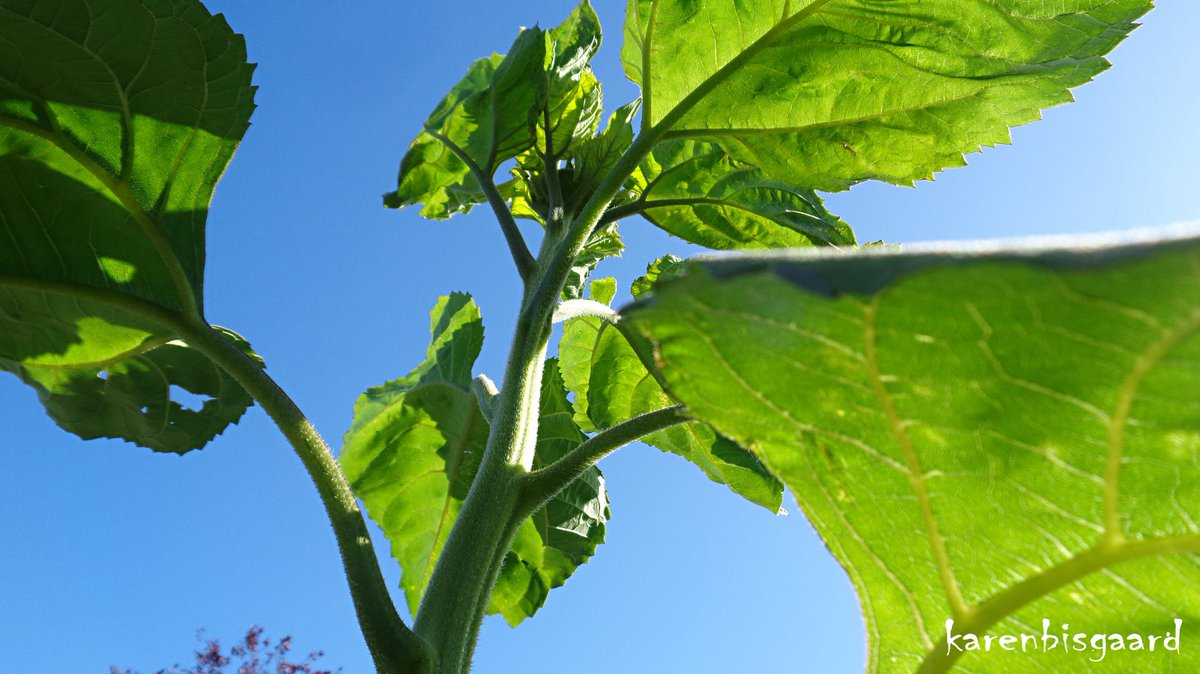 KarenBisgaard1's tweet photo. https://t.co/cCRKdYrOcf
#sunflower #gardenplant #frogperspective https://t.co/tTNXC88X6I