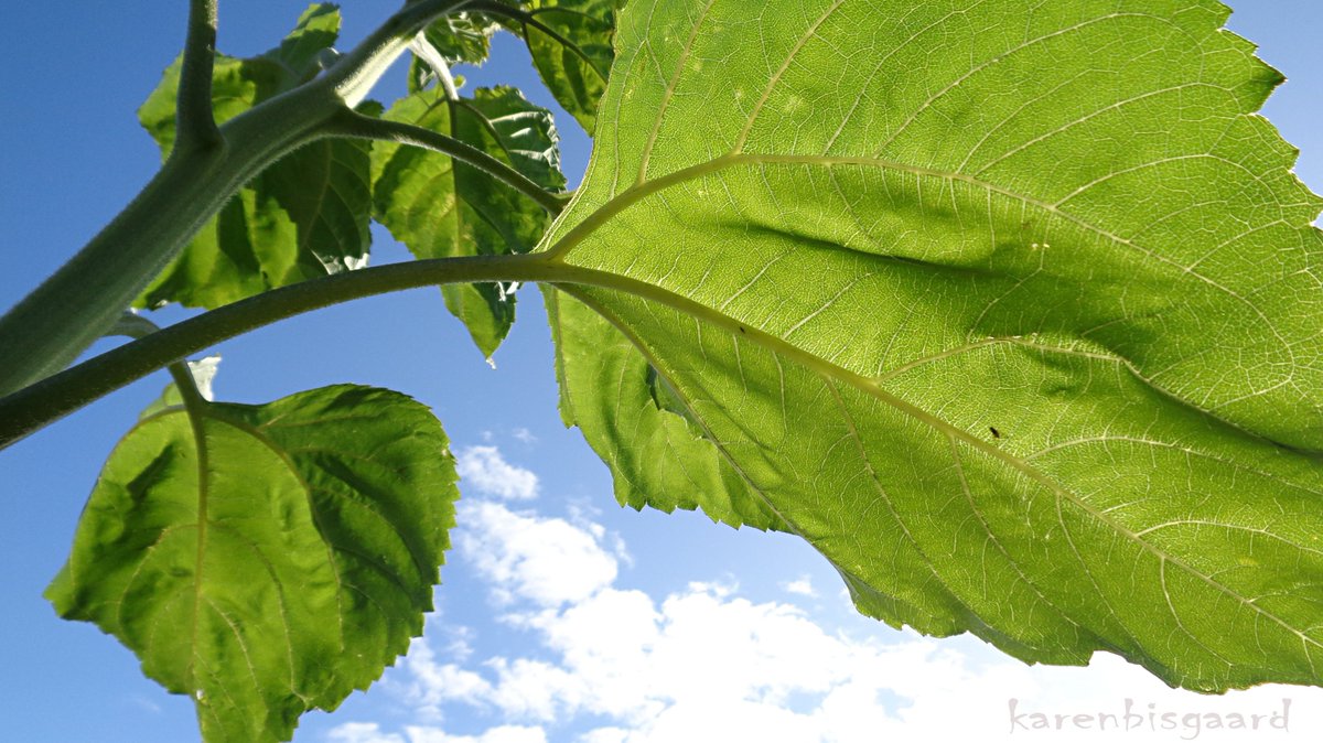 KarenBisgaard1's tweet photo. https://t.co/cCRKdYrOcf
#sunflower #gardenplant #frogperspective https://t.co/tTNXC88X6I