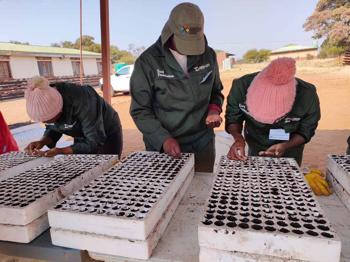 SeritiInstitute's tweet image. This initiative promotes food security, sustainability, and community empowerment. It is a significant step towards creating a more resilient and self-sufficient community.

#WorkLearnGrow #WLG #Seriti #Agriculture #Development #Sustainability #CommunityDevelopment #Zeerust