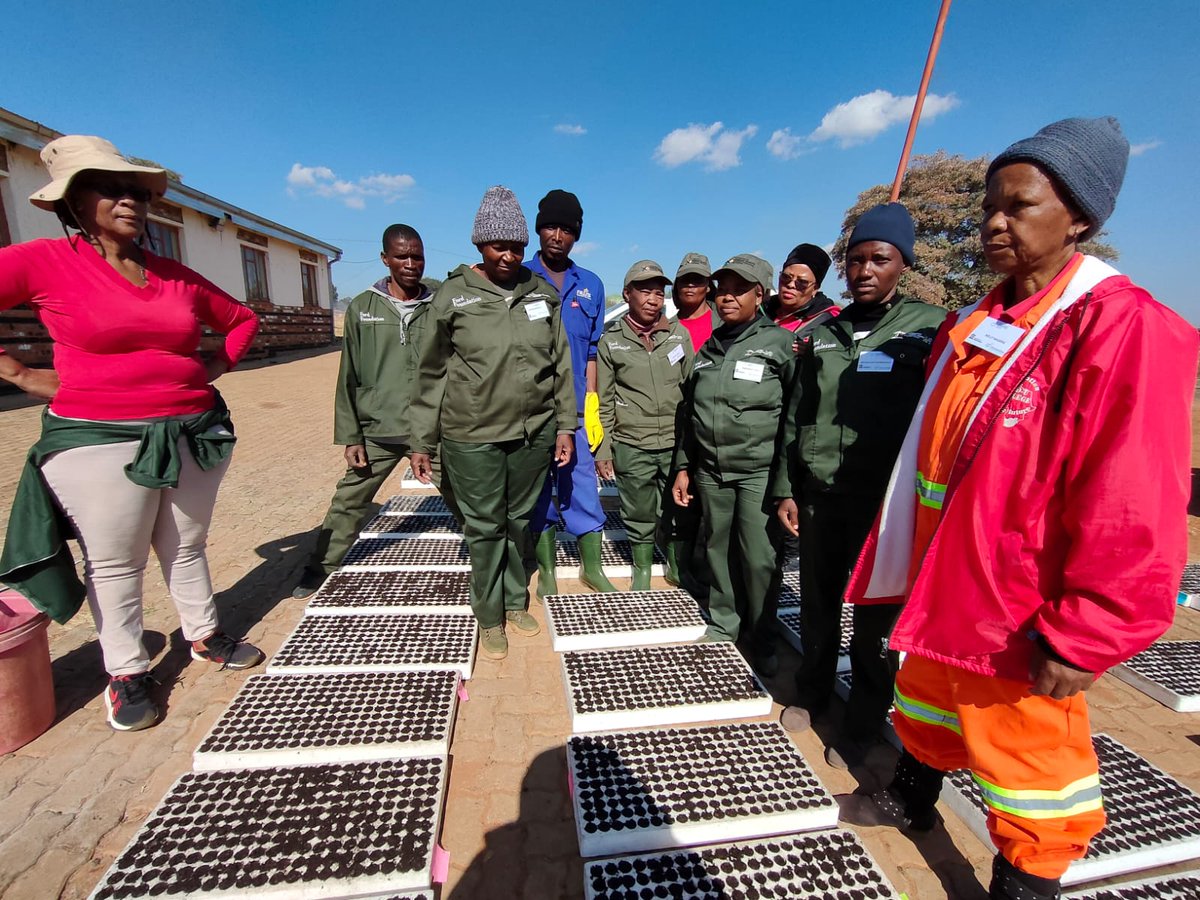 SeritiInstitute's tweet image. This initiative promotes food security, sustainability, and community empowerment. It is a significant step towards creating a more resilient and self-sufficient community.

#WorkLearnGrow #WLG #Seriti #Agriculture #Development #Sustainability #CommunityDevelopment #Zeerust