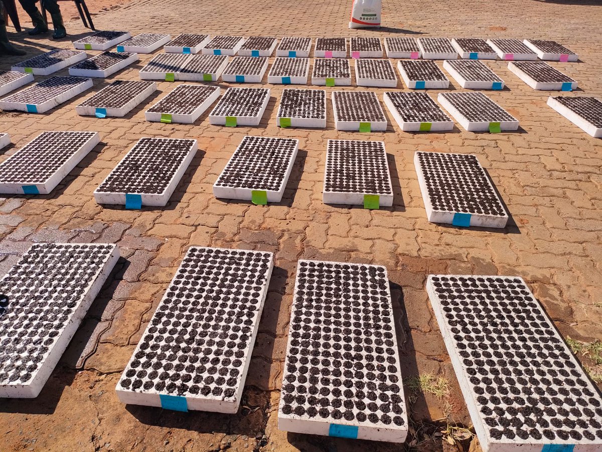 SeritiInstitute's tweet image. This initiative promotes food security, sustainability, and community empowerment. It is a significant step towards creating a more resilient and self-sufficient community.

#WorkLearnGrow #WLG #Seriti #Agriculture #Development #Sustainability #CommunityDevelopment #Zeerust