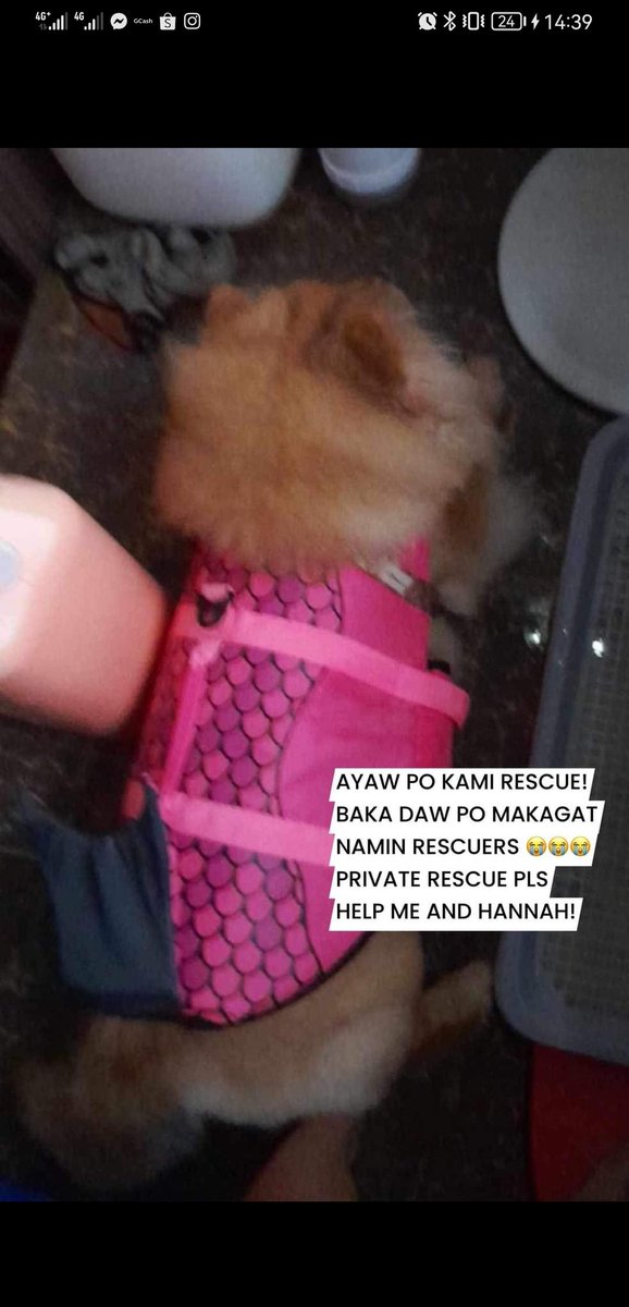 miladysaarah's tweet photo. NEED RESCUE‼️

Ayaw daw pong irescue nang govt rescue team pag kasama yung dogs. Pinapaiwan daw po yung 2 dogs nila.
3 Adult Female &amp; 2 Dogs po.

LAMBAKIN MARILAO BULACAN
0956 557 6895

#Needrescue #marilaobulacan https://t.co/Feys0aLoM1