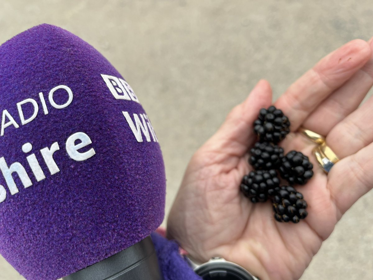 A light #foraged breakfast at Lyneham Banks. Very early signs of autumn <a href="/BBCWiltshire/">BBC Wiltshire</a> @benpratershow