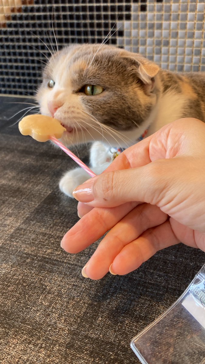 rmhfirstwater's tweet photo. 猫カフェ🐈（猫パラ）からのスイパラ🍨 https://t.co/uL92eB6ZiC