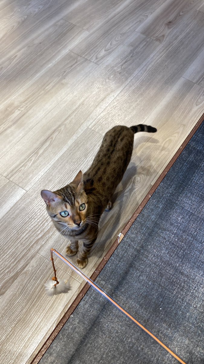 rmhfirstwater's tweet photo. 猫カフェ🐈（猫パラ）からのスイパラ🍨 https://t.co/uL92eB6ZiC